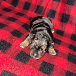Beauty - Blue merle female Miniature Australian Shepherd puppy in Liberty, Mississippi from Liberty Oaks Aussies and Dachshunds