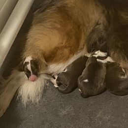 Shetland Sheepdog Puppies from Clark Kennel Shelties