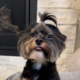 Mochi - Black and tan male Yorkshire Terrier puppy in Alaska from Arctic Rose Yorkies