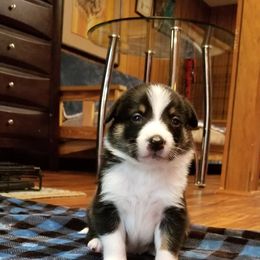 Border Collie Puppies from Soaring Borders Border Collies