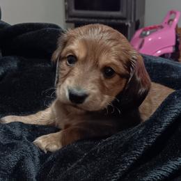 Shaded red boy - Red male Dachshund puppy in Springdale, Washington from TNT MINI DACHSHUNDS