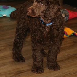Blue Collar Boy - Poodle puppy in Eau Claire, Wisconsin from RK'S Pets