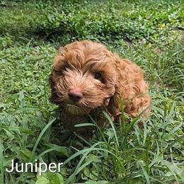 Juniper - Buff male Cockapoo puppy in Sunset, Louisiana from Cano Cockapoos