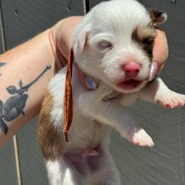 Ghost (orange) fluffy - Fawn and white male American Corgi puppy in East Oakdale, California from Rhettro Kennels
