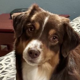 J’Dore - Miniature American Shepherd
