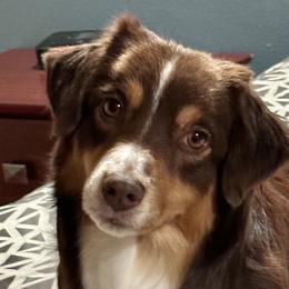 J’Dore - Miniature American Shepherd