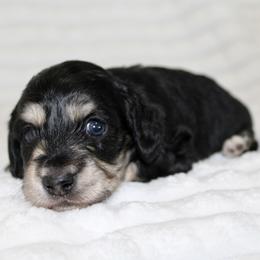 Collins - Black and cream male Dachshund puppy in Fairfax, Iowa from Grayson’s Lovable Dachshunds