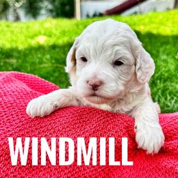 Windmill Palm - Parti male Goldendoodle puppy in Bountiful, Utah from Red Brick Doodles