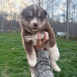 White - Red and white female Siberian Husky puppy in Jonesborough, Tennessee from Dry Creek Siberians