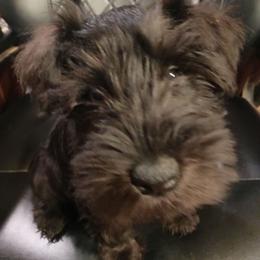Witt - Black male Miniature Schnauzer puppy in Midland, Texas from Shebbies Puppy Palace
