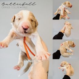 Butterball - Fawn and white male Sheepadoodle puppy in Republic, Missouri from DOOD & Co