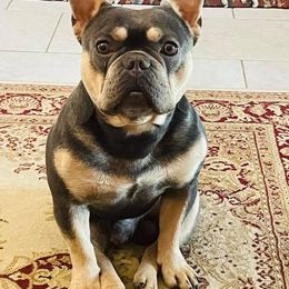 French Bulldog All Grown Up from BlackMoon Frenchies