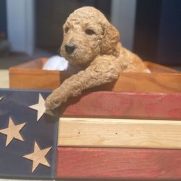 Aussiedoodle, Goldendoodle, and Labradoodle Puppies from Patriot Family Paws