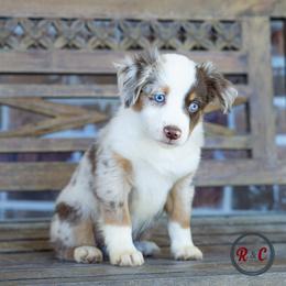 Brisket - Red merle female Miniature Australian Shepherd puppy in Buna, Texas from R & C Kennels
