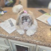 Pup pup - Mal-Shi