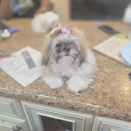 Pup pup - Mal-Shi