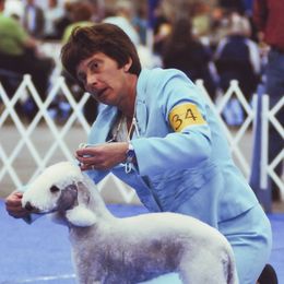 Bedlington Terrier All Grown Up from Elante Bedlingtons