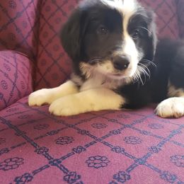 Border Collie Puppies from J & S Borders