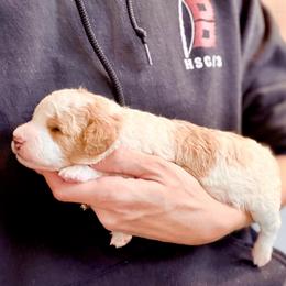 Cavapoo Puppies from Patriot Pups Cavapoos