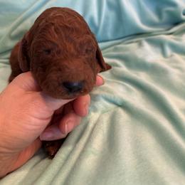 Gray collar - Red  male Poodle puppy in Riverside, California from Riverside red poodles