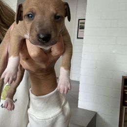 Italian Greyhound Puppies from Robert Ramirez's Italian Greyhound