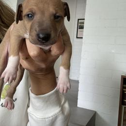 Italian Greyhound Puppies from Robert Ramirez's Italian Greyhound