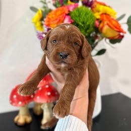 Duchess - Caramel red female Australian Labradoodle puppy in Palmdale, California from Pixie Doodle Paws