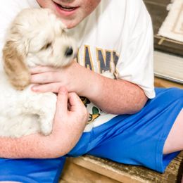 Goldendoodle Puppies from Coal Country Doodles