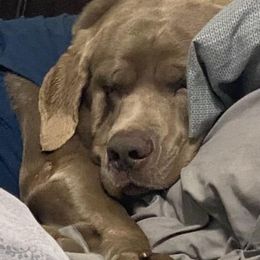 Dilute Retrievers and Labrador Retrievers from Moran’s Lab’s