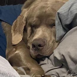 Dilute Retrievers and Labrador Retrievers from Moran’s Lab’s