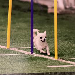 Chihuahua All Grown Up from Knox Rock'n Chihuahuas