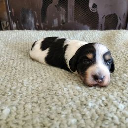 Otis - Black and cream male Dachshund puppy in Lindsay, California from Lewis Creek Dachshunds