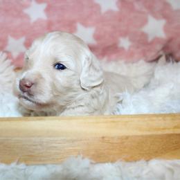 Cream - Cream female Goldendoodle puppy in Grants Pass, Oregon from Oregon Valley Doodles