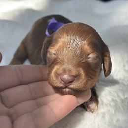 Roux -  possible long - Red male Dachshund puppy in Lakeland, Florida from Elite Doxies Florida