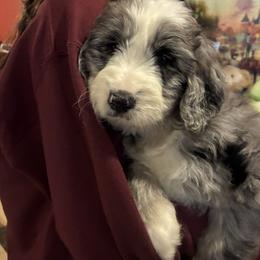 Aelin - Blue merle female Aussiedoodle puppy in Grants Pass, Oregon from Love my doodles/ Aussiedoodle love