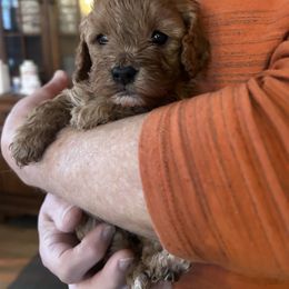 Sissy - Red female Cavapoo puppy in Burke, New York from Patti’s Puppies