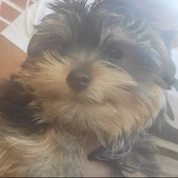 Yorkshire Terriers from Brown's Yorkies