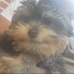 Yorkshire Terriers from Brown's Yorkies