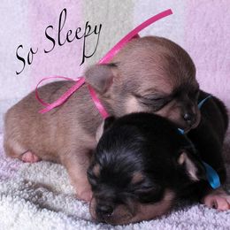Chihuahua Puppies from BonBon Chihuahuas