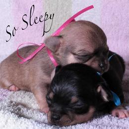 Chihuahua Puppies from BonBon Chihuahuas
