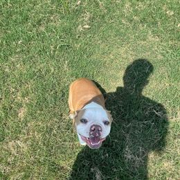 Misti Rose - Boston Terrier