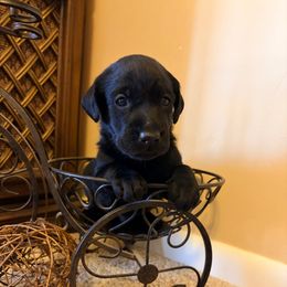 Tucker - Black male Labrador Retriever puppy in Richfield, Utah from Stormy River Retrievers