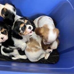 Cavalier King Charles Spaniel Puppies from CK Cavaliers