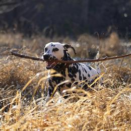 Basset Hound and Dalmatian Puppies from Lazy B Bassets and Dalmatians
