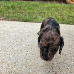 Story - Dapple female Dachshund puppy in Mobile, Alabama from Ruff Patch Doxie Den