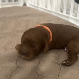 Cockapoo Puppies from Brevard County Cockapoos