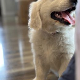 Golden Retriever and Labrador Retriever Puppies from Golden Bundles