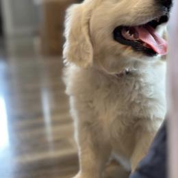 Golden Retriever and Labrador Retriever Puppies from Golden Bundles