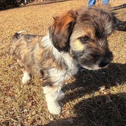Brown-white-black female - Black tri female Miniature Australian Shepherd puppy in Burke, South Dakota from Triple J Aussies SD