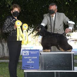 Baloo - Cocker Spaniel